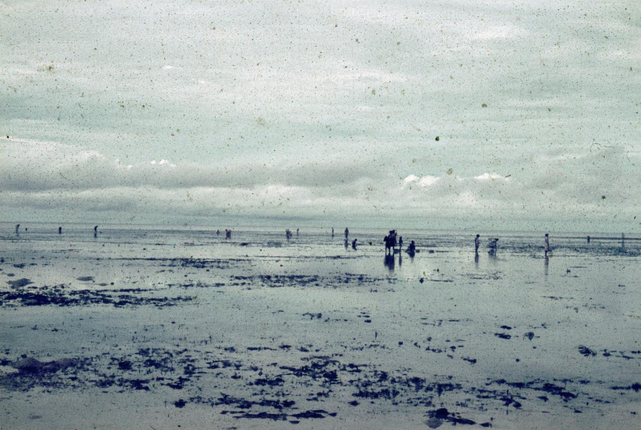 BD/66/230 - 
Mensen zoeken eetbare schelpen op strand

