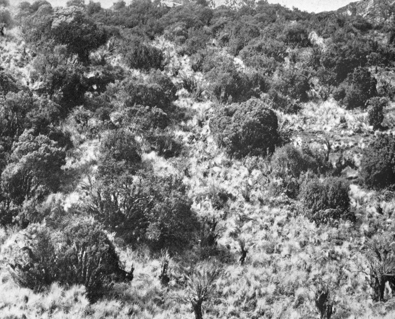 BD/66/269 - 
Heuvelachtig landschap
