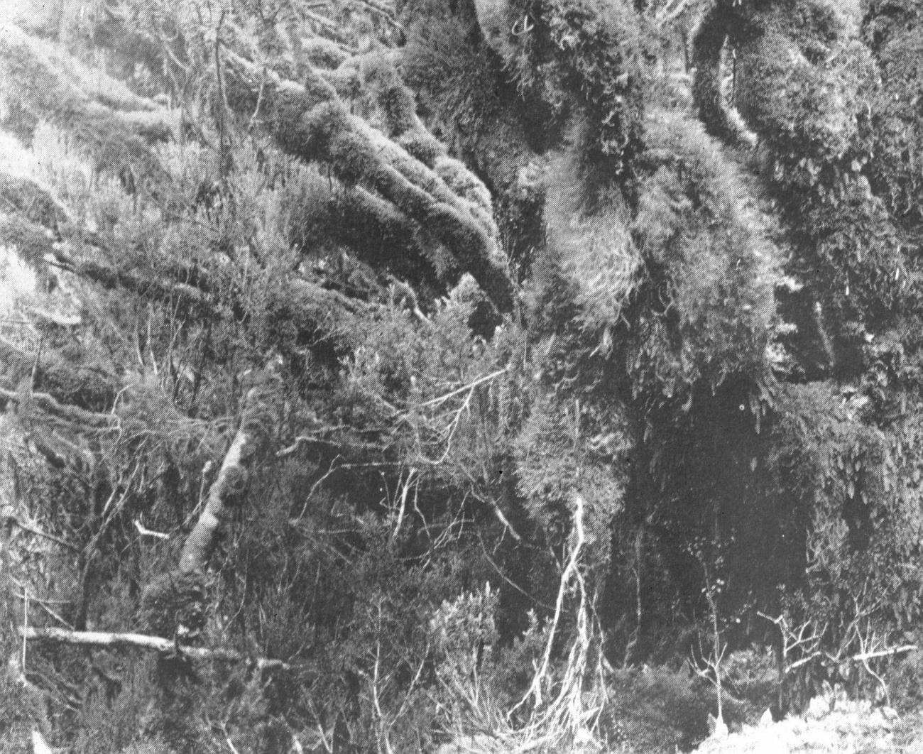 BD/66/297 - 
Woeste natuur
