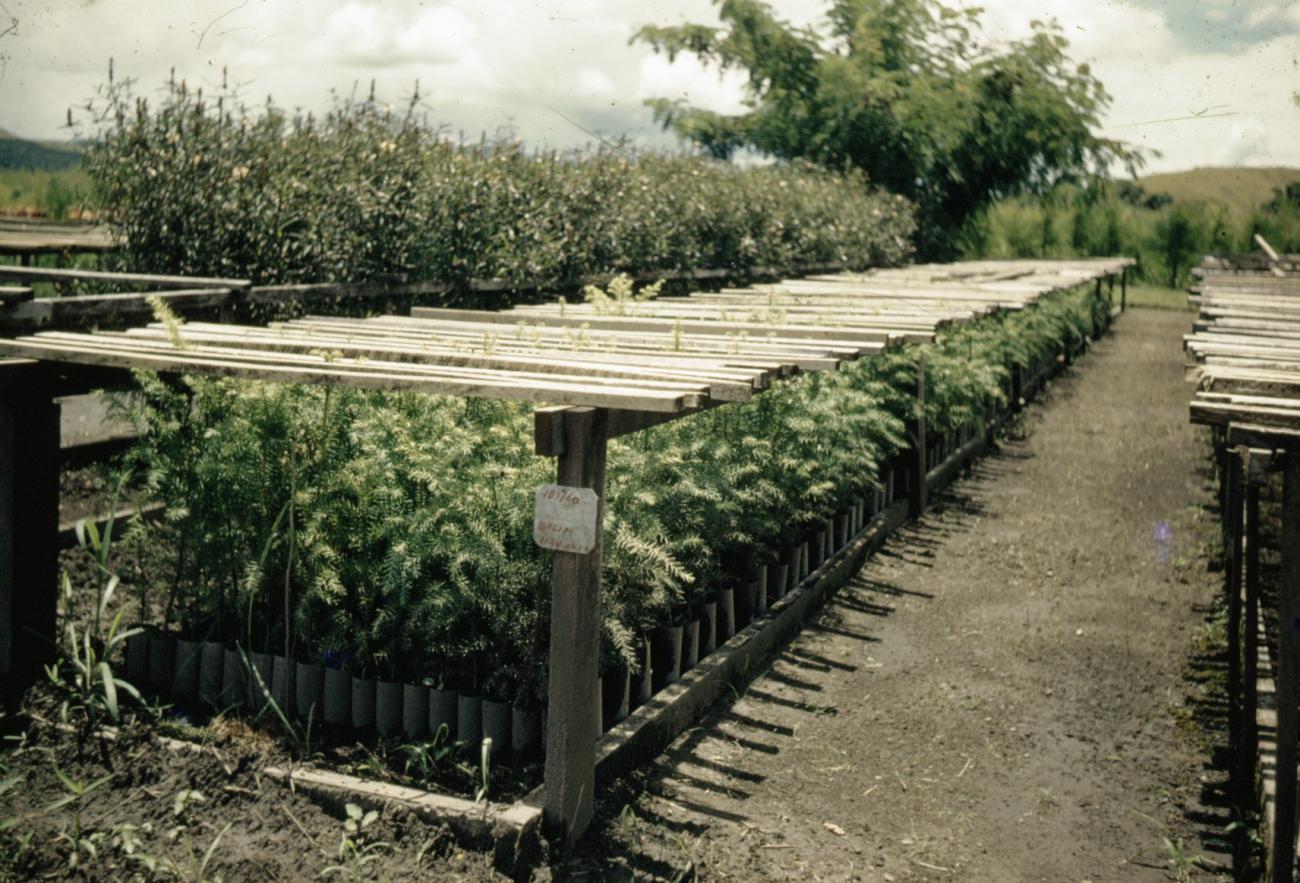 BD/66/30 -
Experimental garden in the Baliem Valley