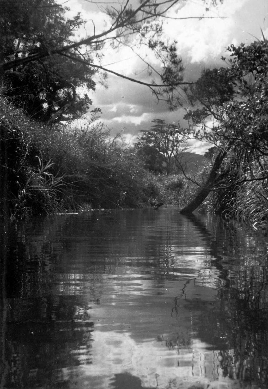 BD/66/351 - 
Rivier in het oerwoud
