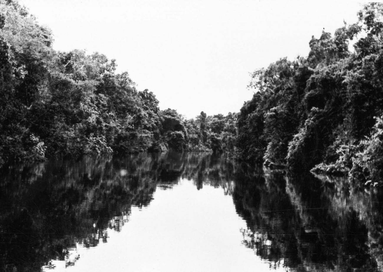BD/66/399 - 
Rivier in het oerwoud
