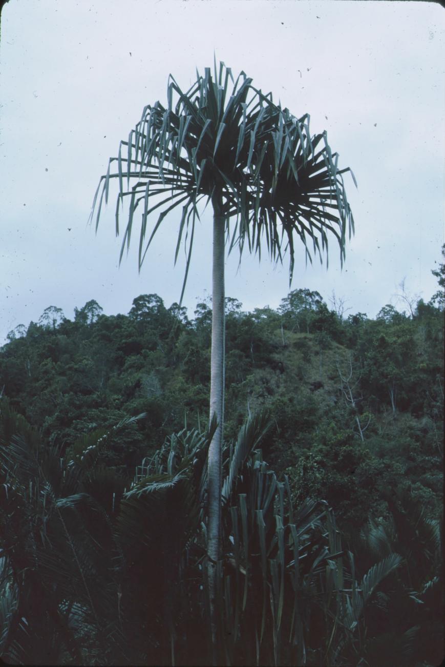 BD/171/135 -
Palmboom.
