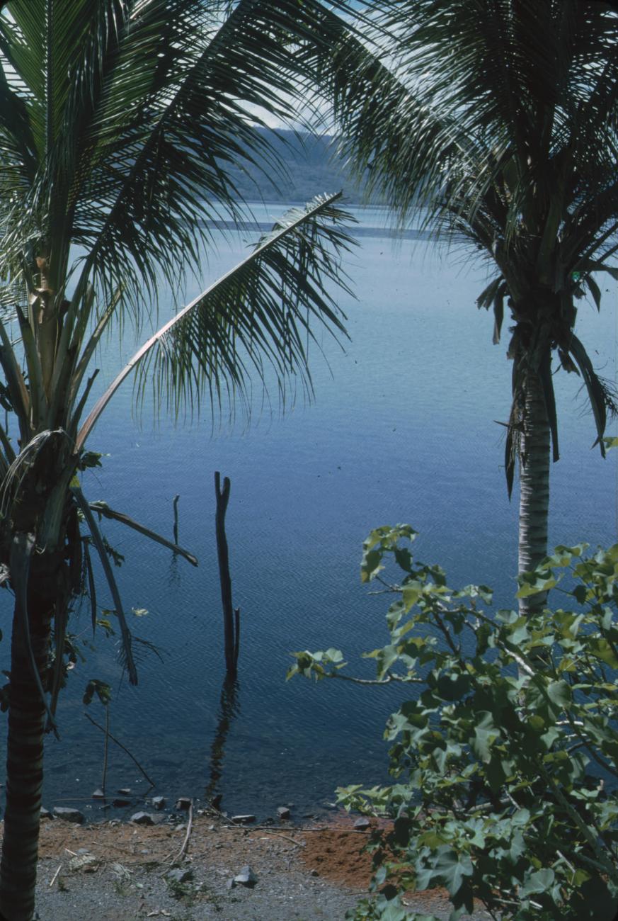 BD/171/144 -
Palmbomen met op de achtergrond water