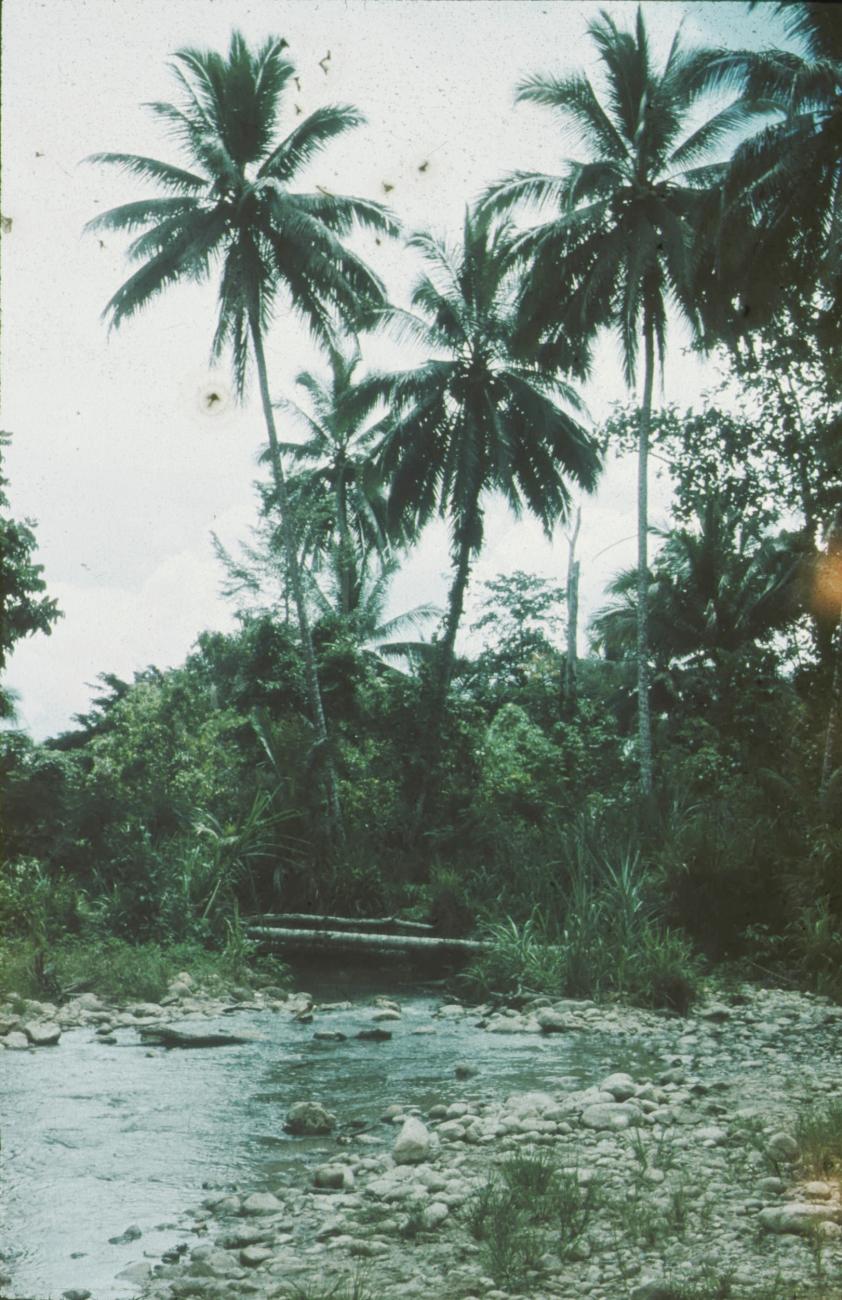 BD/171/193 -
Rivier met palmbomen.
