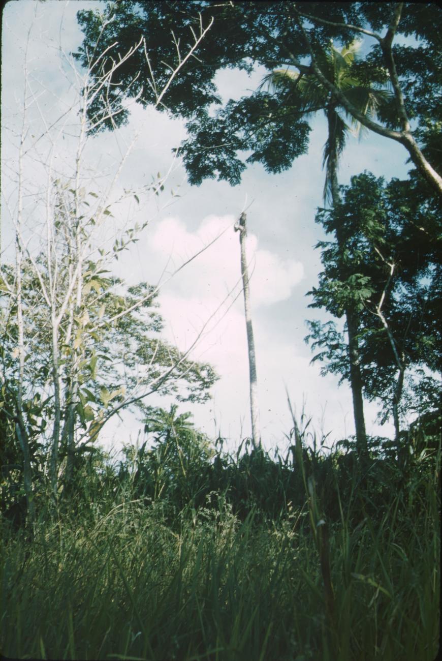 BD/171/206 -
Dode boom.