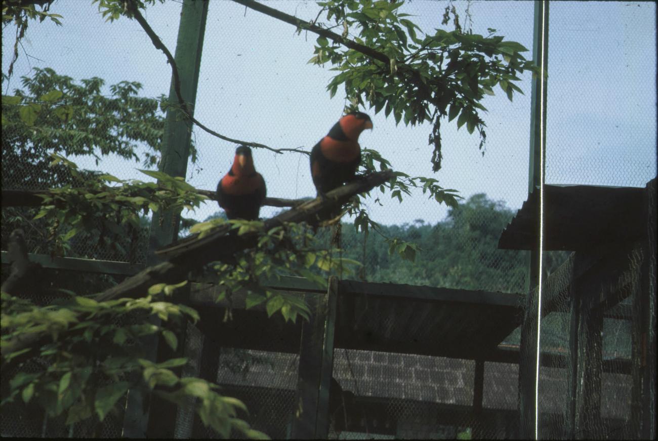 BD/171/235 -
Vogels in gevangenschap.