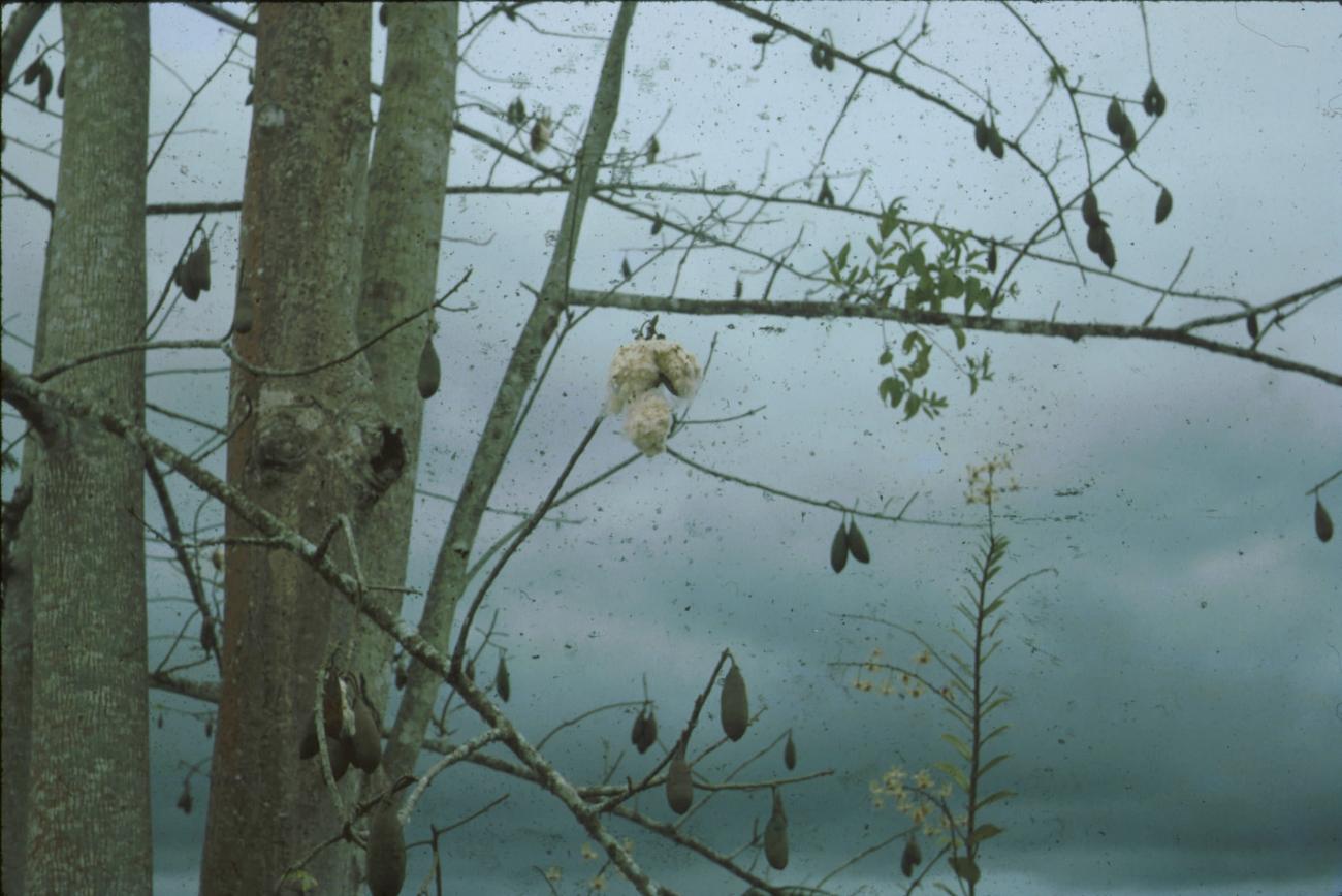 BD/171/250 -
Bomen.