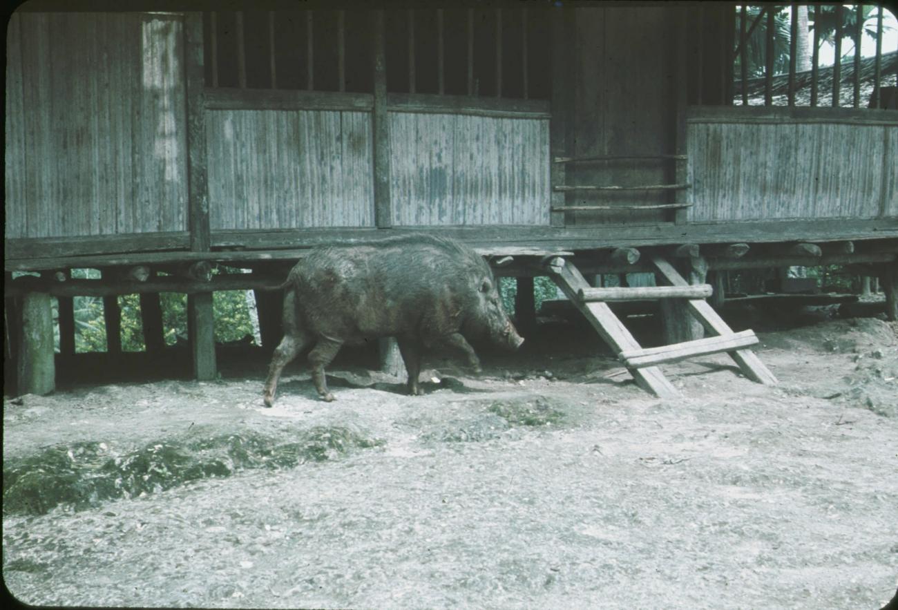 BD/171/333 -
Zwijn in nabijheid hut.