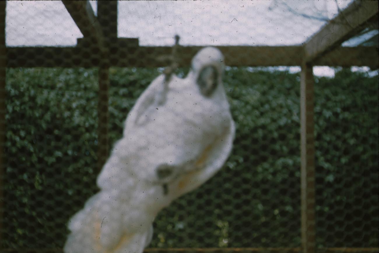 BD/171/508 -
Vogel in gevangenschap.