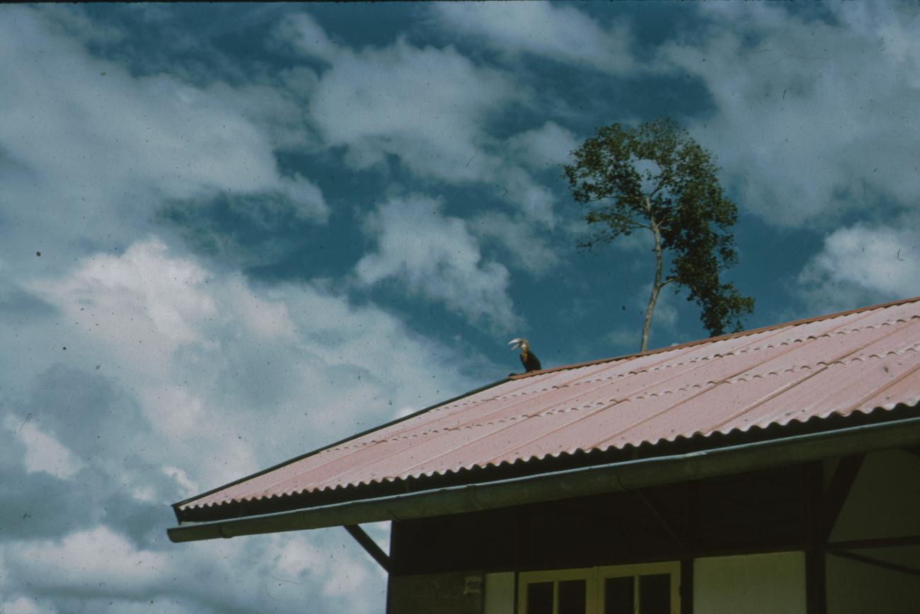 BD/171/566 -
Huis met op dak vogel.