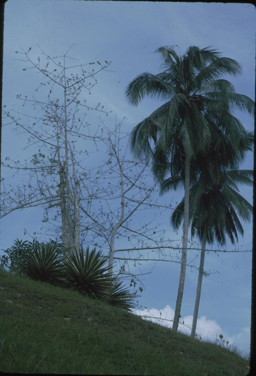 BD/171/78 -
Palmbomen en struken.