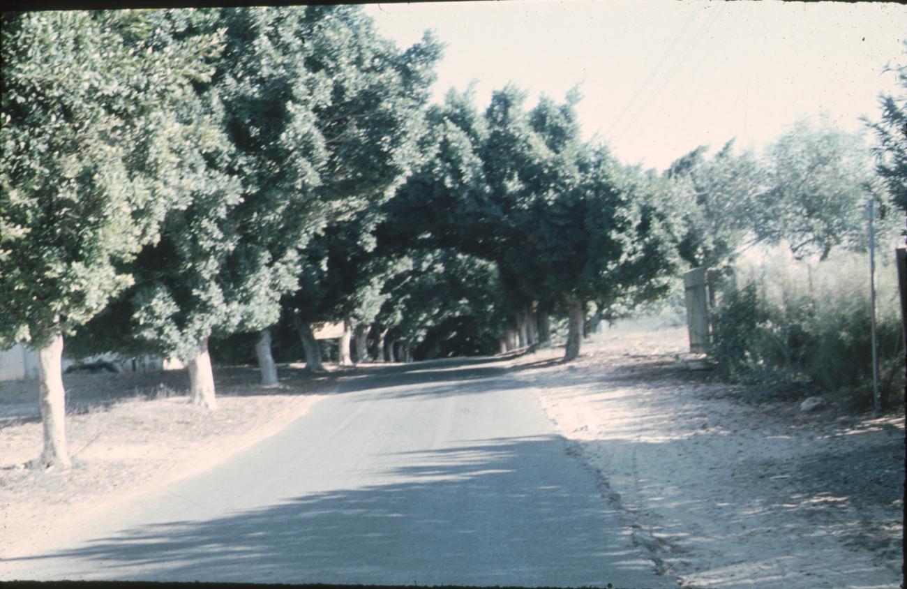 BD/171/88 -
Asfaltweg met bomen aan weerszijden.