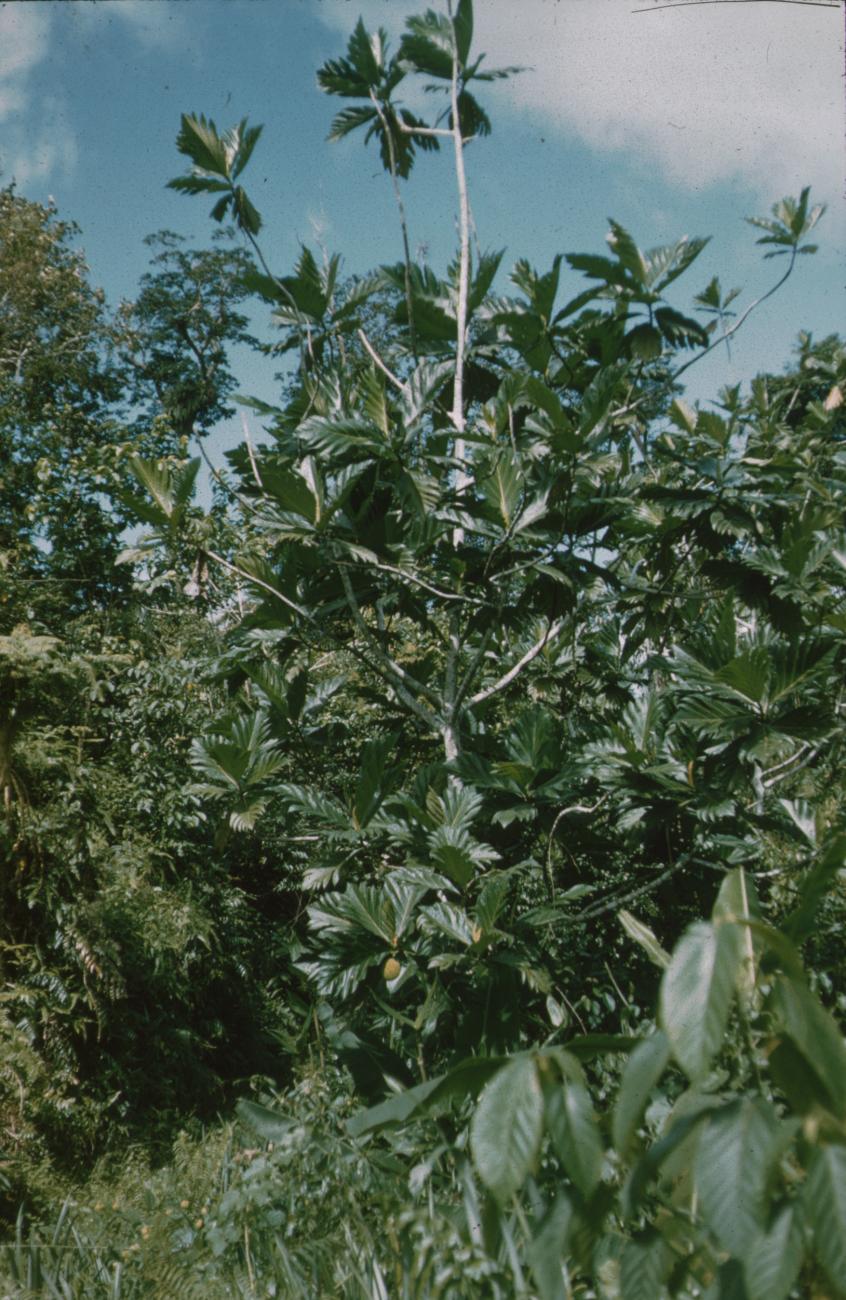 BD/171/610 -
Natuur, bomen.