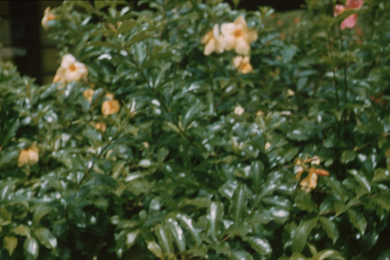 BD/171/612 -
Planten met bloesem.