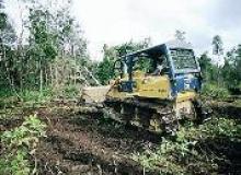 Ontbossing bedreigt Papua-cultuur