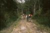 BD/166/84 Dragers in het bos