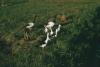 BD/209/3063 Vogels op het veld