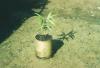 BD/209/4046 Cacao-aanplant