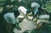 BD/209/4071 Sago-cultures