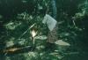 BD/209/4074 Sago-cultures