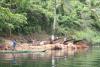 BD/153/6 sagoproductie in Sentani