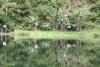 BD/153/8 witte reigers bij Sentanimeer