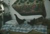 BD/144/59 Interieur woning, kippen op bed