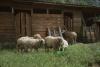 BD/132/164 schapen