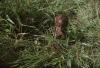 BD/132/220 kind in het riet