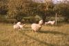 BD/132/74 schapen