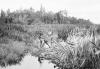 BD/133/258 Met een prauw tussen het riet door