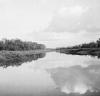 BD/133/279 Opname van de rivier met rietbegroei