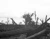 BD/133/375 Aangespoeld hout van ontwortelde bomen aan het strand
