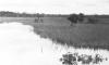 BD/133/422 Tocht Merauke-Kepi-Cookrivier vv: Landschapsopname van de rivier