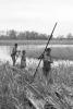BD/133/439 Tocht Merauke-Kepi-Cookrivier vv: Kinderen in het riet