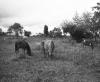 BD/133/474 Grazende paarden in het veld
