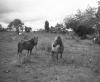 BD/133/475 Paarden in het veld
