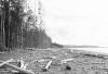 BD/133/559 Op het strand aangespoeld hout