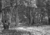 BD/133/613 Landschapsopname van het bos