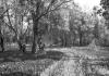 BD/133/614 Landschapsopname van het bos