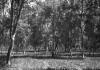 BD/133/615 Landschapsopname van het bos