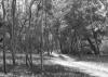 BD/133/617 Landschapsopname van het bos