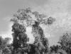 BD/133/77 Sarmi-Hollandia: Bomen langs de oever