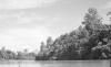 BD/133/78 Sarmi-Hollandia: Rivier met dichte begroeiing langs de oever