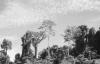 BD/133/80 Sarmi-Hollandia: Bomen langs de oever
