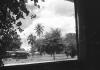 BD/133/814 Blik door huisraam op palmbomen