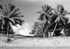 BD/133/828 Kust met palmbomen