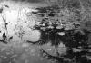 BD/133/849 Close-up van water met planten