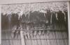 BD/145/271 Casuarisschedels en -botten tegen wand hut